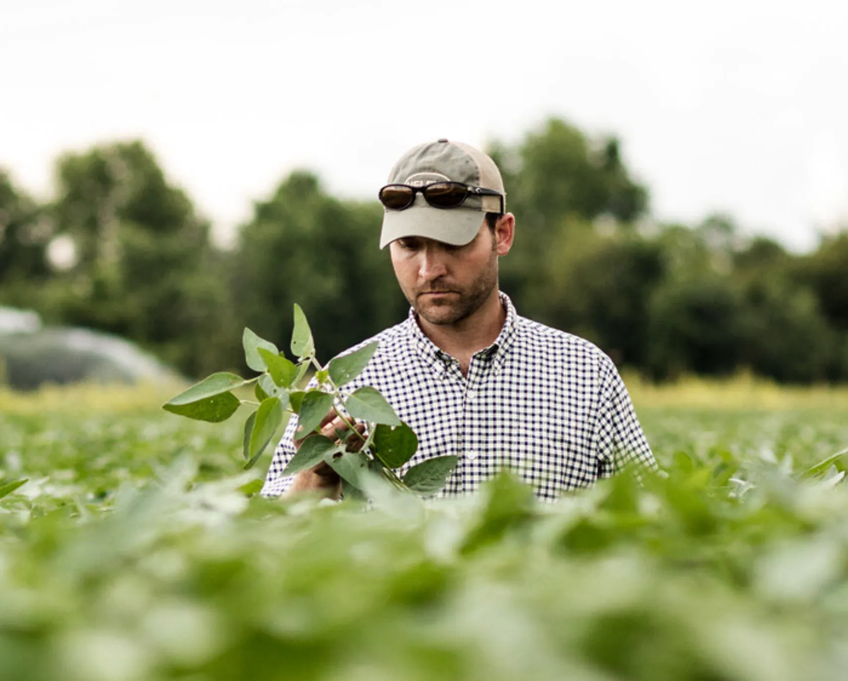 A young farmer stands in a dense field of green soy plants, inspecting his crop.
